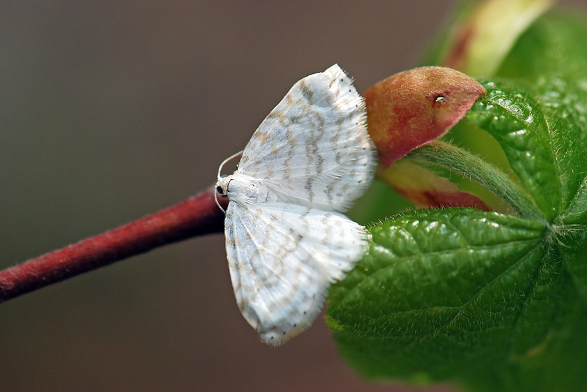 Asthena albulata? - S